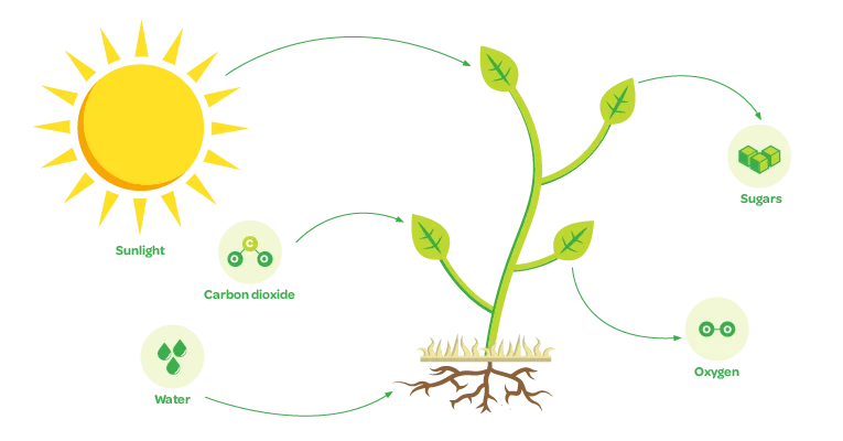 Photosynthesis diagram.png